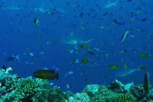 Scuba Diving Maldives at The Scuba News