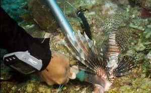 Lionfish Hunting at The Scuba News