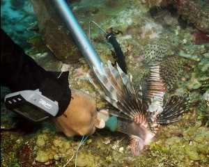 Lionfish Hunting at The Scuba News
