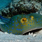 Red Sea BDE - Out into the big blue by Christopher Bartlett