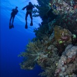 Red Sea BDE - Out into the big blue by Christopher Bartlett