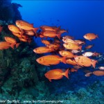 Red Sea BDE - Out into the big blue by Christopher Bartlett