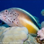 Red Sea BDE - Out into the big blue by Christopher Bartlett