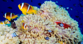 Beat the winter blues and be home in time for Christmas with Regaldive