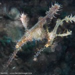 Exploring The Diversity of Papua New Guinea