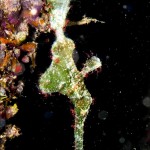 Exploring The Diversity of Papua New Guinea