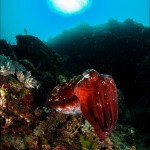 In love with (a bommy called) Suzy by Chistopher Bartlett