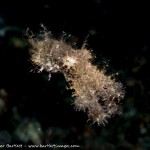 Exploring The Diversity of Papua New Guinea