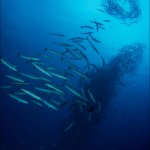 Exploring The Diversity of Papua New Guinea