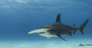 Great Hammerhead at The Scuba News