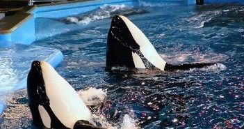 Orca Captivity Photos at The Scuba News