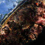 Picture 2: sessile invertebrate organisms associated with the bottom of a spring