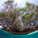Picture 4: These roots and invertebrates are important lining for larval and juvenile fish and other marine organisms