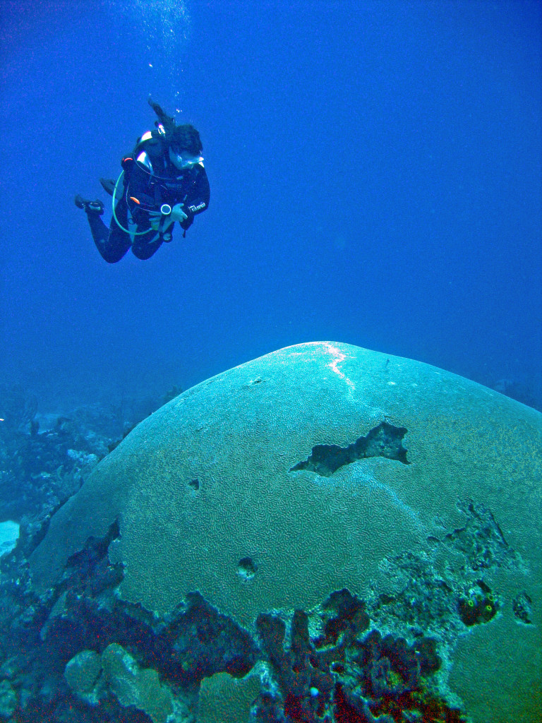 Get into Tobago’s carnival spirit with Regaldive at The Scuba News