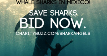 Shark Angels Auction at The Scuba News