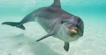 Dolphins at The Scuba News