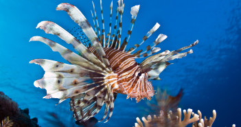 Lionfish by Regaldive at The Scuba News