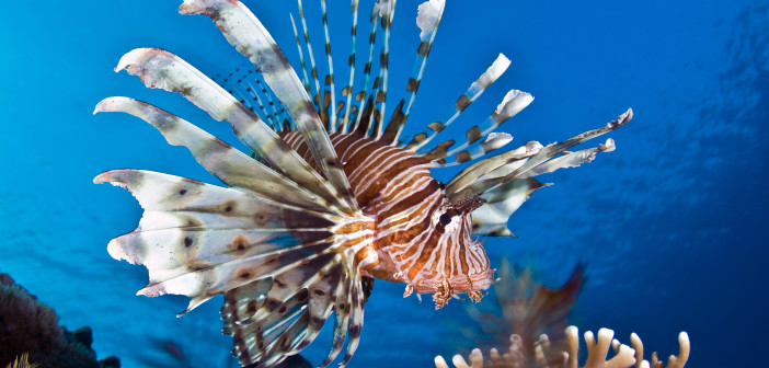 Lionfish by Regaldive at The Scuba News