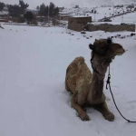 Snow in Egypt at The Scuba News