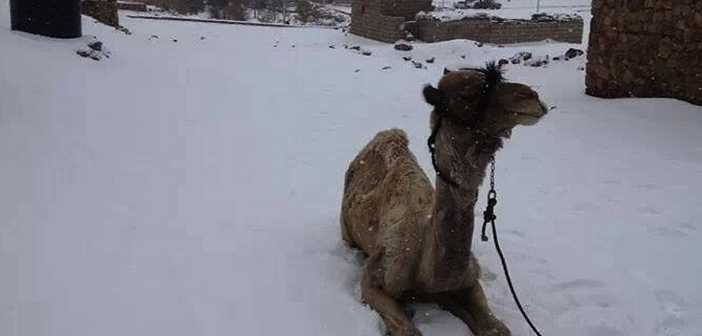 Snow in Egypt at The Scuba News