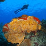 Clear warm water, healthy reefs and excellent dive operators make the Cayman Islands one the Caribbean's top dive destinations. Photo courtesy Alex Mustard.