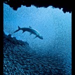 A Tarpon eyes countless Silverside fish during the summer schooling. The feeding frenzy is a dazzling "silver rush" that attracts divers and photographers to Grand Cayman. Photo courtesy Neil van Niekerk.