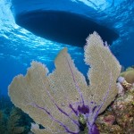 Fabulous visibility and thriving reefs are one reason Cayman is a top destination. Photo courtesy Alex Mustard.