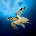 Sea turtles are often spotted during a dive in the Cayman Islands and can be relied on to spark some excitement among divers. Photo courtesy Southern Cross Club.