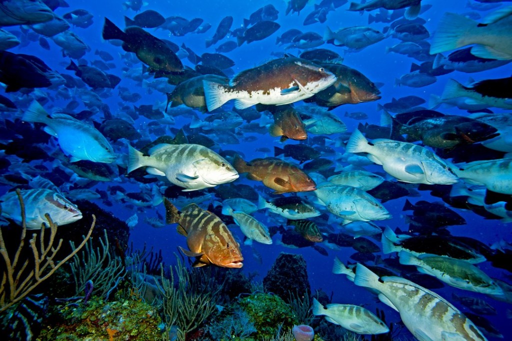 Nassau grouper aggregation off the west end of Little Cayman. Photo by Paul Humann.