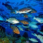 Nassau grouper aggregation off the west end of Little Cayman. Photo by Paul Humann.