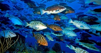 Nassau grouper aggregation off the west end of Little Cayman. Photo by Paul Humann.