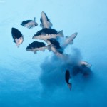 Spawning Nassau grouper in the waters of Little Cayman. Photo by Jim Hellem.