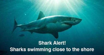 Yazula Shark Alert