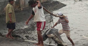 Help The Shark Fin Cause With FINdonesia Movie Shark Fishermen