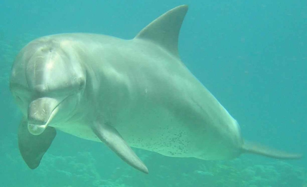 Dolphins at The Scuba News