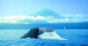 Dive into the Azores for an all-round adventure Dive into the Azores for an all-round adventure