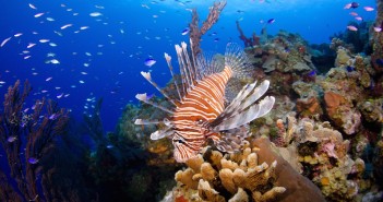 Lionfish are colorful and beautiful, but deadly to Caribbean reef fish because they are voracious eaters. Photo courtesy Ocean Frontiers.