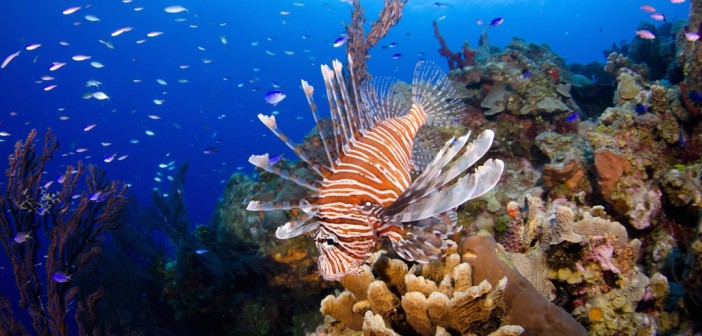 Lionfish are colorful and beautiful, but deadly to Caribbean reef fish because they are voracious eaters. Photo courtesy Ocean Frontiers.