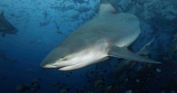 Beqa Lagoon: The World’s Number One Shark Dive?