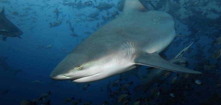 Beqa Lagoon: The World’s Number One Shark Dive?