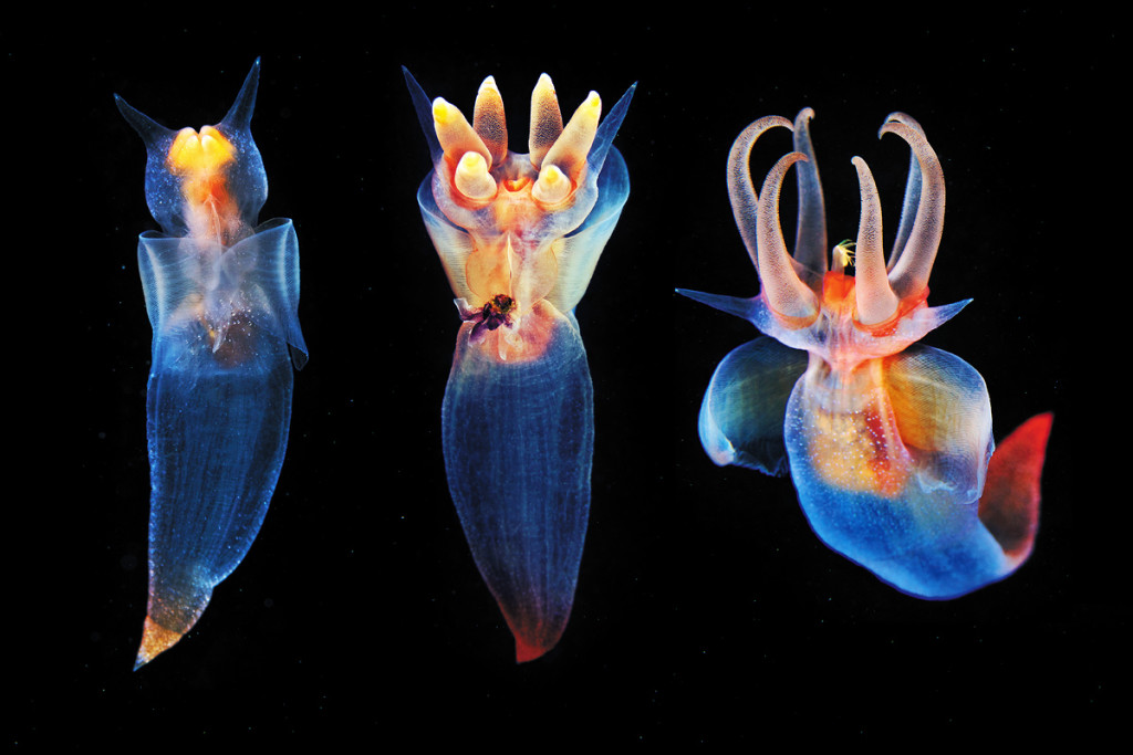 Aquatilis