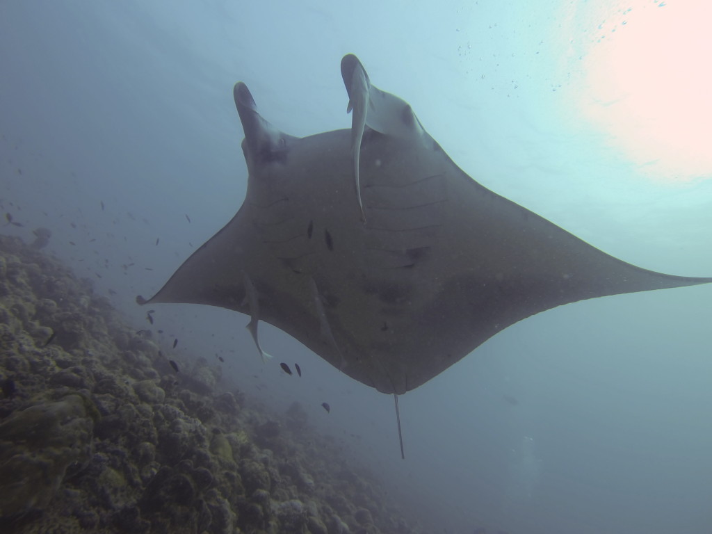 Mantas in the Maldives at The Scuba News