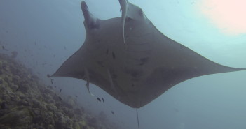 Mantas in the Maldives at The Scuba News