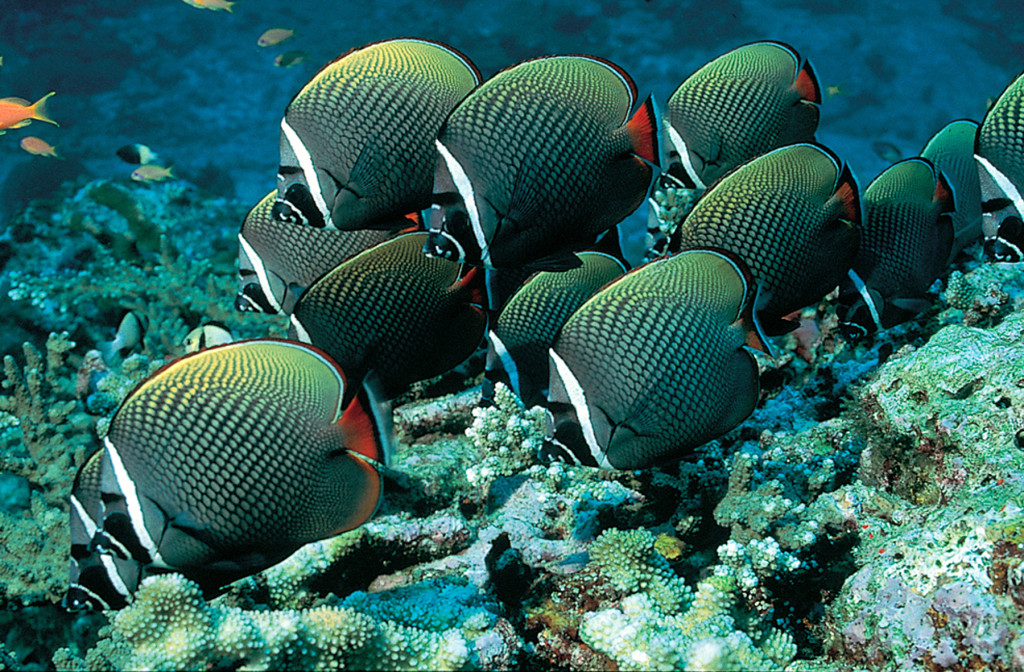 Liveaboards don’t have to cost the Earth with Regaldive