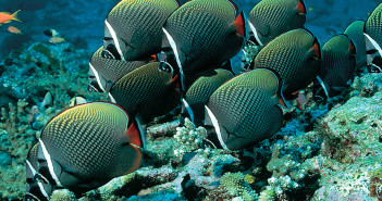 Liveaboards don’t have to cost the Earth with Regaldive Liveaboards don’t have to cost the Earth with Regaldive