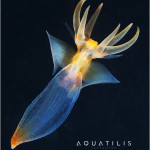 Aquatilis Expedition 1