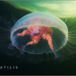 Aquatilis Expedition 22