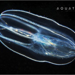 Aquatilis Expedition 22