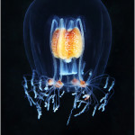 Aquatilis Expedition 22