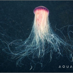 Aquatilis Expedition 22